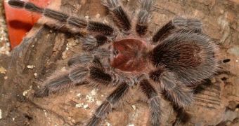 Giant tarantula now believed to be on the loose in Cardiff, Wales