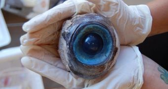 Giant eye socket found on Florida beach