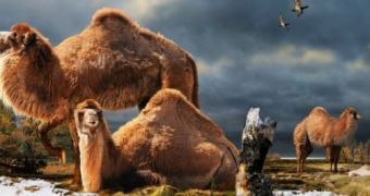 Giant Camel Fossils Unearthed in Canada's High Arctic