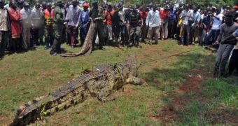 Giant crocodile was captured in Uganda