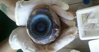 Giant blue eyeball washed ashore in Florida did not come from a squid, experts say