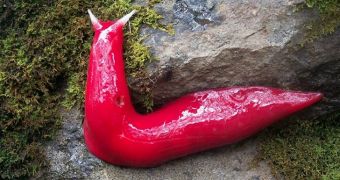 Researchers discover giant fluorescent pink slug in Australia