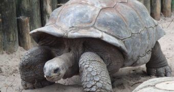 The Galapagos Giant Tortoise only lives on seven islands on the globe, all of them in a single chain