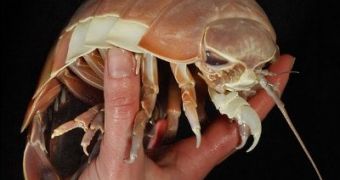 Giant isopod at Toba Aquarium in Japan starved itself for five years