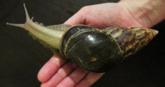Giant Land Snails Now Threatening Florida's Natural Ecosystems