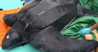 Giant leatherback turtle is treated for shock and released back into the wild