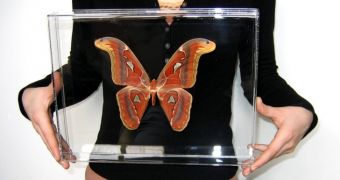 Giant moth in the UK lays eggs, caterpillars soon emerge