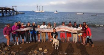 A marine science instructor finds a gigantic oarfish