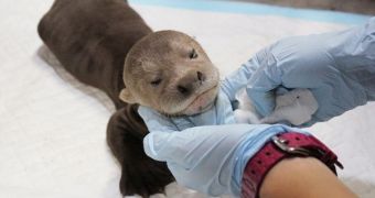 Wildlife Park in Asia welcomes giant otter pup