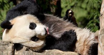 Female panda (not pictured) living at the National Zoo in Washington DC is artificially inseminated