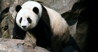 Giant panda at Edinburgh Zoo was pregnant, has recently miscarried, vets say