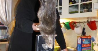 Gigantic rat terrorized Swedish family