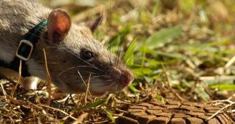 Spotlight: Giant Rats Help People Find Land Mines in Mozambique