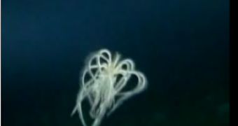 Sea spider filmed during the census