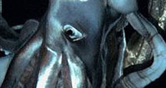 Giant Squid Caught on Camera for the First Time – Video