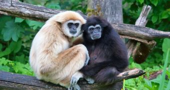 Gibbons employ some of the vocal techniques used by human sopranos