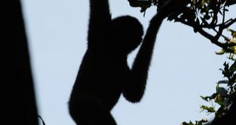 Gibbons on Verge of Extinction Because of Habitat Loss