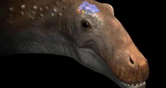 Despite its impressive body size, the Ampelosaurus had a rather small brain