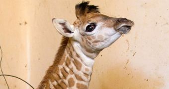 Zoo in Brazil is now home to an adorable baby giraffe