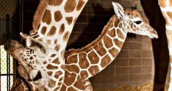 Giraffe calf at Oklahoma City Zoo is growing stronger every day, keepers reassure