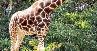 Giraffe dies shortly after escaping from a circus and being chased on the streets of Imola