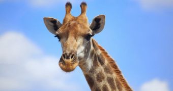 Staff at Danish Zoo say they won't kill giraffe named Marius after all