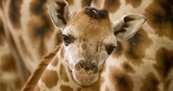 Zoo Praha in the Czech Republic welcomes baby giraffe