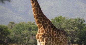 Giraffes employ a powerful, supercharged heart to deliver blood to their brains
