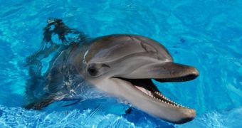 Girl Bitten by Sea World Dolphin Says It “Really, Really Hurt”
