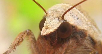 Moths' eyes do not reflect sunlight