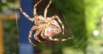 Garden spider spinning its web