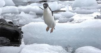 Because of climate change, penguins might one day actually fly.