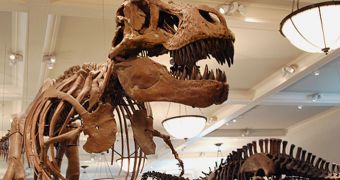 Tyrannosaurus Rex was among the first meat-eaters to get hold of the world after the Great Dying