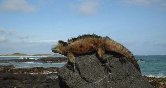 A marine iguana resting on a rock in the Galapagos Islands