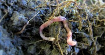 Mediterranean earthworm now thrieves in Ireland because of global warming