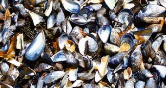 Climate change along the east coast of the United States, has severely reduced the geographic region where blue mussels can survive