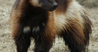 Global warming leaves wolverines without access to their regular food sources