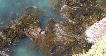 Seaweeds, the “trees of the ocean” that provide food to the entire ocean wildlife tried to adapt to the global warming phenomenon.