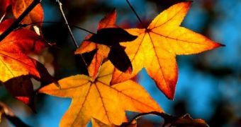 Global warming could keep autumn leaves green longer than expected