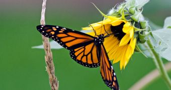 Global Warming Promotes Insect Breeding