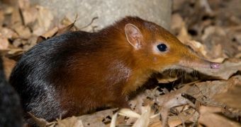 Shrews are quick in adapting to climate change