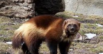 Climate change threatens the survival of the North American Wolverines