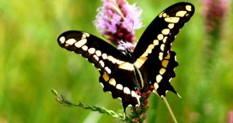 Global Warming Sends Tropical Butterfly Flying All the Way to Canada