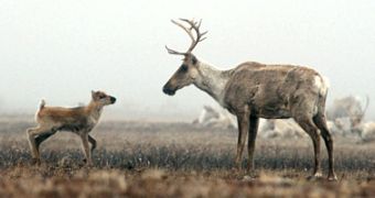 Global Warming Makes Caribou Sterile