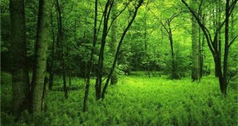 Global Warming Turns Forests into CO2 Emitters