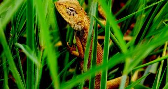 If global warming continues at its current rate, we could lose 20 percent of all lizard species by 2080