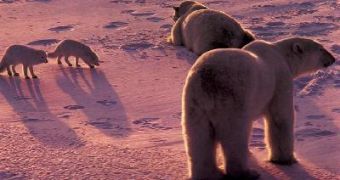 Arctic Foxes and Polar Bears