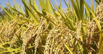 Rice production could suffer extensively from the effects of global warming