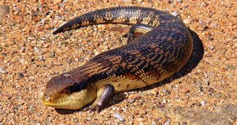 A blotched blue-tongued skink, Tiliqua nigrolutea, basking on open sandy ground; increased temepratures could favor the development of reptiles