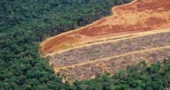 Global Wood Demand Set to Triple by 2050, WWF Says
